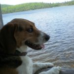 Czar-dog