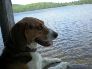 Czar-dog