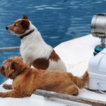 Two dogs hanging out