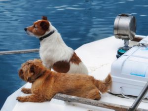 Two dogs hanging out