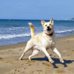 dogs on beach