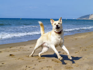 dogs on beach